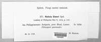 Meliola elmeri image
